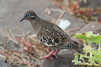 Galapagos Dove (Zenaida galapagoensis), Galapagos Islands, Ecuador