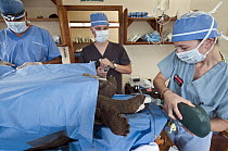 Galapagos Giant Tortoise (Chelonoidis nigra) undergoing surgery to sterilize hybrids accidentally produced in captive breeding program to repopulate Pinta Island to restore its ecological balance, Cha...