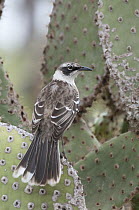 Galapagos Mockingbird (Nesomimus parvulus) on cactus, Galapagos Islands, Ecuador