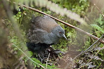 Galapagos Rail (Laterallus spilonotus) brooding small chick, Galapagos Islands, Ecuador