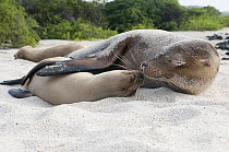 Galapagos Sea Lion (Zalophus wollebaeki) female and pup nuzzling, Galapagos Islands, Ecuador