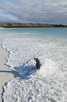 Galapagos Sea Lion (Zalophus wollebaeki) cooling off in waves, Galapagos Islands, Ecuador