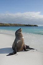 Galapagos Sea Lion (Zalophus wollebaeki) basking on beach, Galapagos Islands, Ecuador