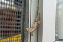 Mourning Gecko (Lepidodactylus lugubris) on building wall, introduced invasive species, Galapagos Islands, Ecuador