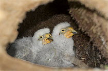 Kea (Nestor notabilis) two week old chicks in burrow nest in high country above tree line, New Zealand