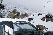 Kea (Nestor notabilis) group on snow-covered vehicle biting rubber trim, New Zealand