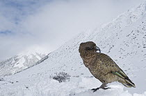 Kea (Nestor notabilis) on snow, New Zealand
