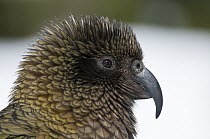 Kea (Nestor notabilis) profile, New Zealand