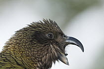 Kea (Nestor notabilis) calling, New Zealand