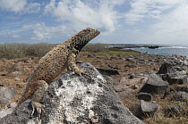 Hood Lava Lizard (Microlophus delanonis) male in full breeding colors, Galapagos Islands, Ecuador