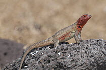 Hood Lava Lizard (Microlophus delanonis) female in full breeding colors, Galapagos Islands, Ecuador