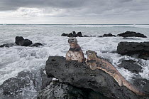 Marine Iguana (Amblyrhynchus cristatus) pair on coastal rocks, Galapagos Islands, Ecuador