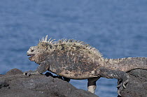 Marine Iguana (Amblyrhynchus cristatus) breeding male head bobbing and open mouth threat displaying, Galapagos Islands, Ecuador