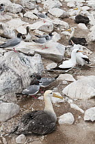 Waved Albatross (Phoebastria irrorata), Swallow-tailed Gull (Creagrus furcatus), and Nazca Booby (Sula granti) mixed flock nesting together, Galapagos Islands, Ecuador