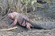 Galapagos Pink Land Iguana (Conolophus marthae) head bobbing and open mouth threat display, Isabella Island, Galapagos Islands, Ecuador