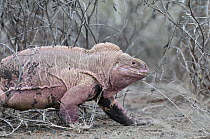 Galapagos Pink Land Iguana (Conolophus marthae) new species described in 2009, confined to highest volcano, Isabella Island, Galapagos Islands, Ecuador