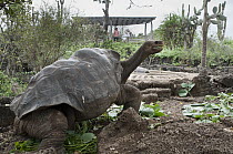 Pinta Island Galapagos Tortoise (Chelonoidis nigra abingdoni) named Lonesome George is the last individual of his subspecies, Charles Darwin Research Station, Pinta Island, Galapagos Islands, Ecuador