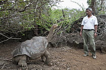 Pinta Island Galapagos Tortoise (Chelonoidis nigra abingdoni) named Lonesome George is the last individual of his subspecies, with attendant, Charles Darwin Research Center, Pinta Island, Galapagos Is...