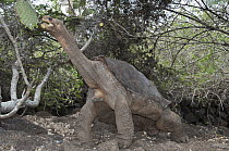 Pinta Island Galapagos Tortoise (Chelonoidis nigra abingdoni) named Lonesome George is the last individual of his subspecies, Charles Darwin Research Center, Pinta Island, Galapagos Islands, Ecuador