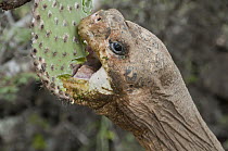 Pinta Island Galapagos Tortoise (Chelonoidis nigra abingdoni) named Lonesome George is the last individual of his subspecies, browsing on cactus, Charles Darwin Research Station, Pinta Island, Galapag...