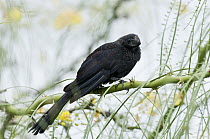 Smooth-billed Ani (Crotophaga ani), an introduced pest species, preying heavily on native insects and possibly endemic small bird nestlings, Galapagos Islands, Ecuador