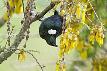 Tui (Prosthemadera novaeseelandiae) hanging on branch to feed on nectar from flowers in spring, New Zealand