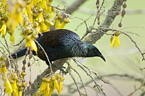 Tui (Prosthemadera novaeseelandiae) in tree in spring, New Zealand