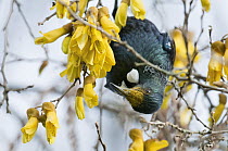 Tui (Prosthemadera novaeseelandiae) hanging on branch to feed on nectar from flowers with pollen on beak, New Zealand