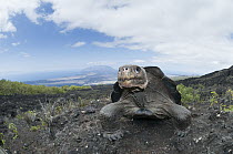 Volcan Wolf Tortoise (Chelonoidis nigra becki), Galapagos Islands, Ecuador