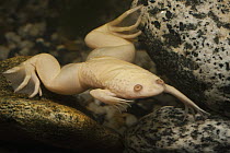 African Clawed Frog (Xenopus laevis) albino floating near water surface, native to southern Africa