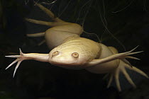 African Clawed Frog (Xenopus laevis) albino floating in water, native to southern Africa