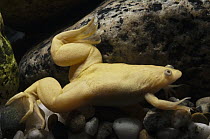 African Clawed Frog (Xenopus laevis) albino, southern Africa