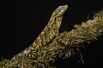 Equatorial Anole (Anolis aequatorialis) male camouflaged on branch, Tapichalaca Reserve, Andes, Ecuador