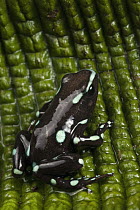 Green and Black Poison Dart Frog (Dendrobates auratus), native to Central and South America