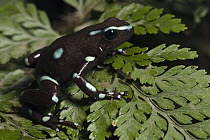 Green and Black Poison Dart Frog (Dendrobates auratus), native to Central and South America