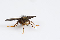 Small Fruit Fly (Drosophilidae), Andes, Ecuador