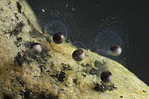 Mexican Axolotl (Ambystoma mexicanum) eggs on day one of development, native to Mexico, sequence 1/13