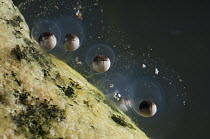 Mexican Axolotl (Ambystoma mexicanum) eggs on day one of development, native to Mexico, sequence 2/13