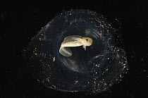 Mexican Axolotl (Ambystoma mexicanum) egg on day ten of development, native to Mexico, sequence 7/13