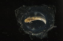Mexican Axolotl (Ambystoma mexicanum) egg on day eleven of development, native to Mexico, sequence 8/13