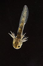 Mexican Axolotl (Ambystoma mexicanum) larva on day fourteen of development, native to Mexico, sequence 12/13