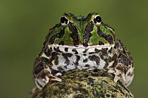 Pacific Horned Frog (Ceratophrys stolzmanni), Machalilla National Park, Ecuador