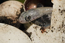 False Cobra (Pseustes sulphureus) hatching from egg in vivarium, Quito, Ecuador