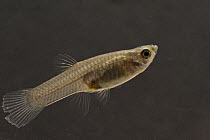 Tetra (Characidae) translucent juvenile, native to Central and South America