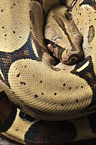 Boa Constrictor (Boa constrictor), native to Central and South America