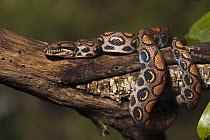 Rainbow Boa (Epicrates cenchria cenchria) coiled around branch, native to Central and South America