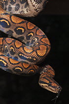 Rainbow Boa (Epicrates cenchria cenchria) flicking tongue while hanging, native to Central and South America