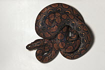Rainbow Boa (Epicrates cenchria cenchria), native to Central and South America