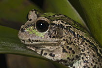 Marsupial Frog (Gastrotheca riobambae) on leaf, Andes, Ecuador