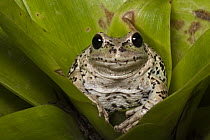 Marsupial Frog (Gastrotheca riobambae) on leaf, Andes, Ecuador
